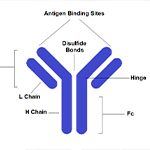 antibody labeling little image